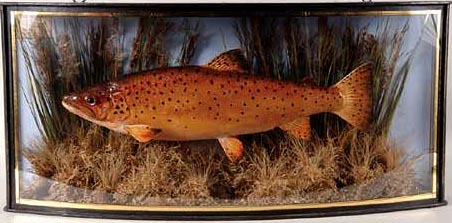 lightbrowntrout[1].JPG